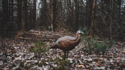 A hunter watches a turkey, how to find a turkey concept.