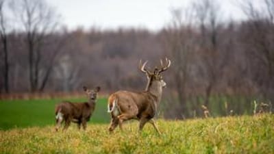 A whitetail buck and a doe walk through a field, Alabama deer season concept.