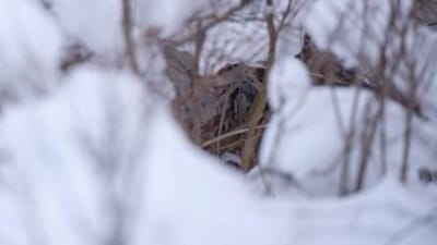 Rabbit hidden in a snow hole in the ground, how to hunt rabbits concept.