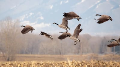 A flock of Canada geese in flight, using decoy spreads for hunting geese concept.