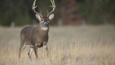 A whitetail buck deer in a field, PA deer season 2025 concept.