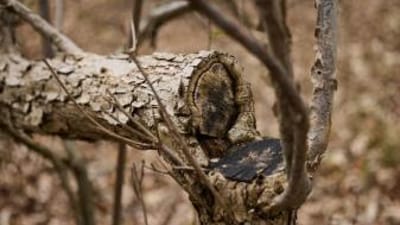Close-up of a hinge cut on a tree.