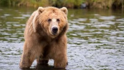 A brown bear in a stream, best time for brown bear hunting concept.