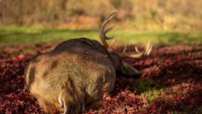 Back of deer on the ground after a hunt.