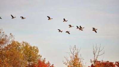 Flock of geese flying overhead, dark goos vs light goose concept.
