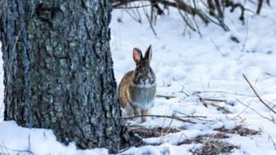 Rabbit near tree in the snow, how to hunt rabbits in the snow concept.