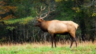 An elk at the edge of a field, hunt elk concept.