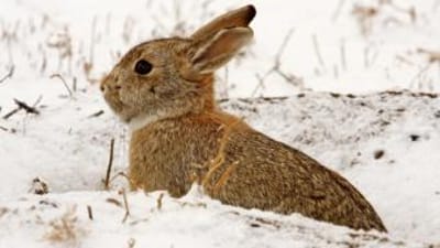 A rabbit in the snow, rabbit hunting concept.