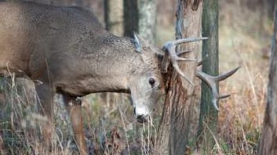 Buck deer rubs antlers on tree, deer rubs and scrapes concept.