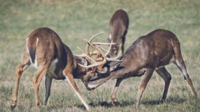 Two buck deer fighting, deer season Georgia 2025 concept.