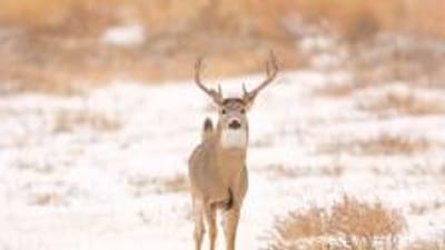 Deer on snowy ground, winter deer hunting concept.