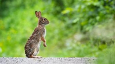 Rabbit standing with greenery in background, how to trap rabbits concept.
