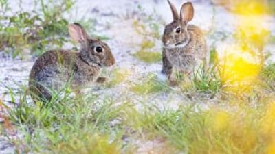 Two rabbits on the ground, how to hunt rabbit on public land concept.