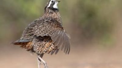 Quail bird walking and chirping on the ground.
