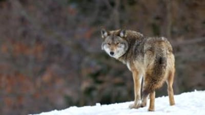 A single coyote watches, hunt coyotes concept.