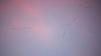 Ducks fly in formation in the distance, how long can ducks fly concept.