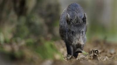 Close-up of wild hog walking, hunting invasive species concept.