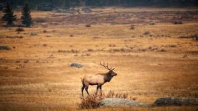Bull elk in rocky field, Montana elk season concept.