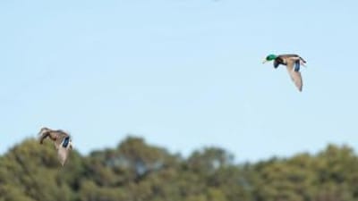 Two ducks flying overhead, public waterfowl hunting land in Arkansas concept.