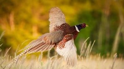 A pheasant taking off from the ground, best pheasant hunting states concept.