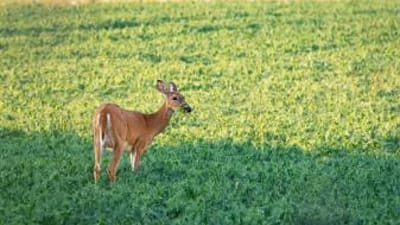 A deer browsing in a food plot.