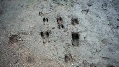 White tail deer tracks in the dirt.