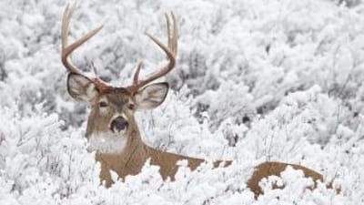 A whitetail deer in a field, best time to hunt whitetail deer concept.