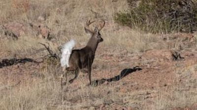 A Coues deer in a field.