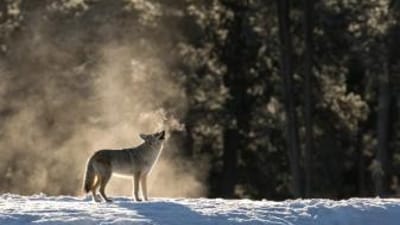 A coyote howls, coyote hunting concept.