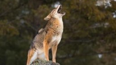 coyote+public+landHowtoHuntPublicLandCoyote.jpeg.jpg