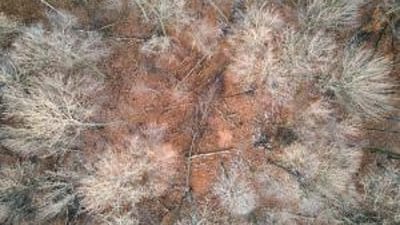 Aerial view of trees, how to find property lines in Washington concept. 