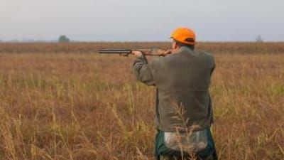 Hunter aims shotgun in field for quail hunt, choose shotgun and ammo for quail concept.