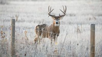 A buck deer stand on the other side of a fence, how to find property lines in Louisiana concept. 