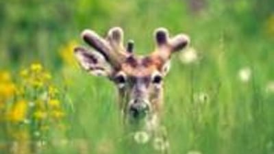 Whitetail+Deer+in+VelvetWhentoStartScouting.jpg