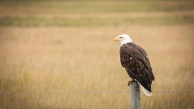A bald eagle on a fence post, nongame species concept.