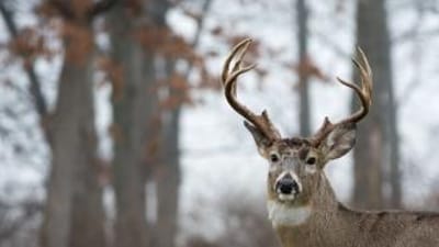 Close-up of a buck in the woods, harvesting post rut bucks.