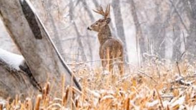 A buck in the trees with snow on the ground, cold weather deer hunting concept.