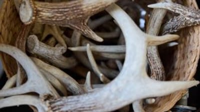 Close-up of a basked full of antlers, how much are deer antlers worth concept.