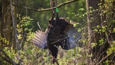 A turkey hanging from a branch, a successful turkey season AR concept.