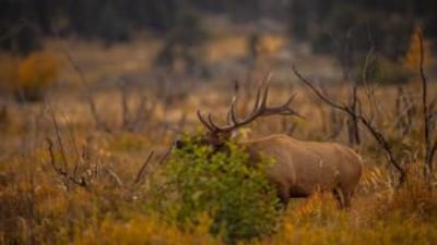 Large bull elk in the brush, what elk hunting gear do you need concept.