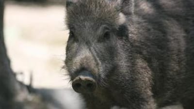 A wild hog, best hunting times for hunting wild hogs concept.