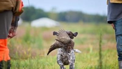 Dog runs with pheasant bird on mouth, Colorado pheasant hunting season concept.