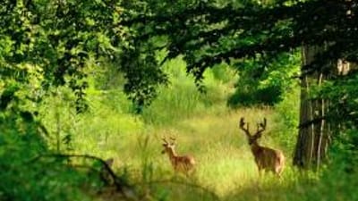 Two deer in the woods, how to hunt the wind concept.