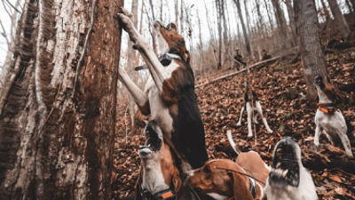 Hunting hounds tree a black bear.