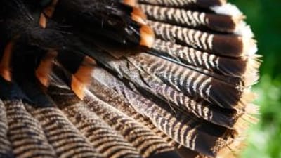 Close-up of a turkey tail, heritage turkey vs wild turkey concept.