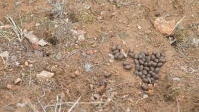 Elk scat on the ground, what does elk scat look like concept.