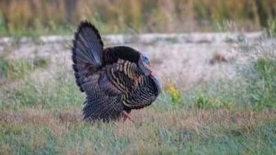 An Osceola turkey in a field, Florida turkey season concept.