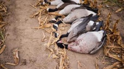 Several geese on the ground after hunt, what is poaching concept.