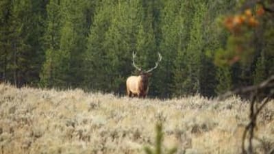 Bull elk at the edge of a field, elk hunting concept.