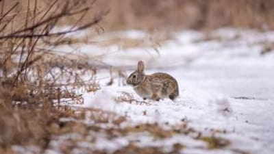 Small rabbit sits in the snow, small game hunting guide concept.